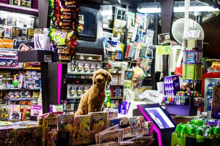 Picture of a dog